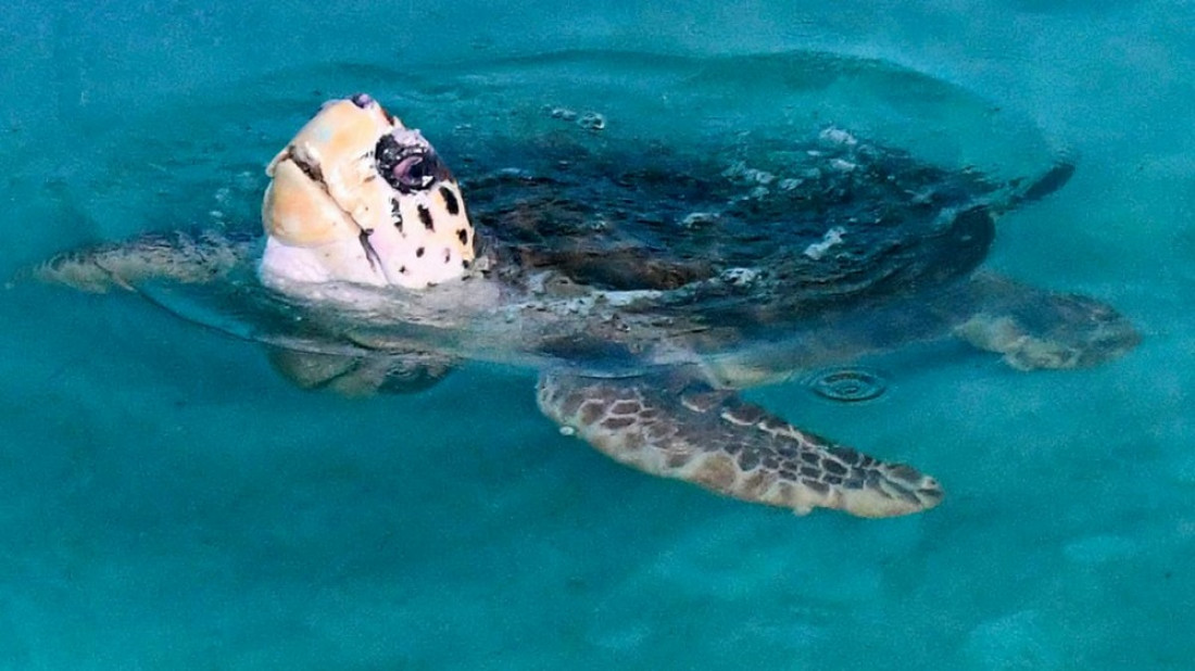 El tortugo Jorge llegó a su nuevo hogar en Mar del Plata