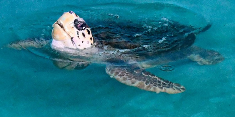 El tortugo Jorge llegó a su nuevo hogar en Mar del Plata