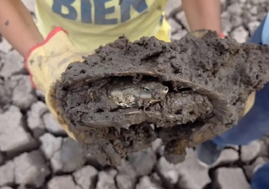 Una familia correntina rescató más de 70 tortugas de una laguna que se secó 