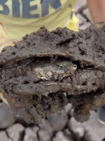 Una familia correntina rescató más de 70 tortugas de una laguna que se secó 