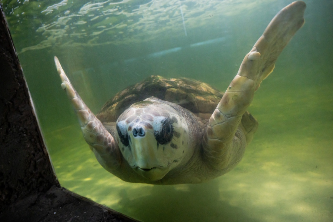 Luego de muchas pruebas, el tortugo Jorge se va a Mar del Plata