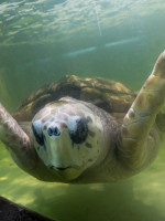 Luego de muchas pruebas, el tortugo Jorge se va a Mar del Plata