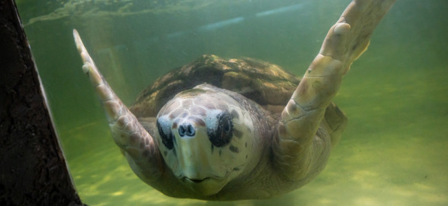 Luego de muchas pruebas, el tortugo Jorge se va a Mar del Plata