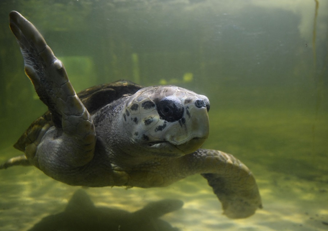El tortugo se va a Mar del Plata: "Jorge respondió muy bien y está muy tranquilo"