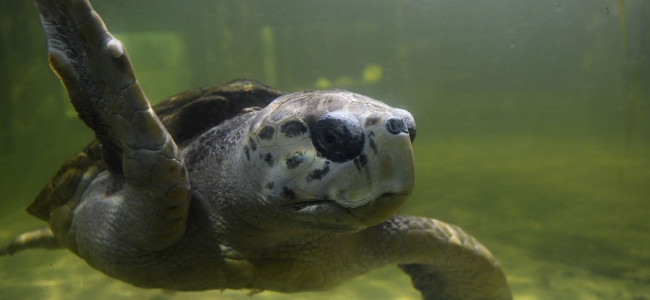 El tortugo se va a Mar del Plata: "Jorge respondió muy bien y está muy tranquilo"