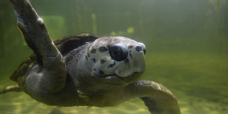 El tortugo se va a Mar del Plata: "Jorge respondió muy bien y está muy tranquilo"