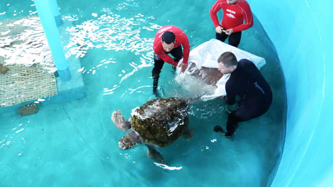 El tortugo Jorge cumplió un mes de rehabilitación en Mar del Plata: "Está en óptimas condiciones de salud"