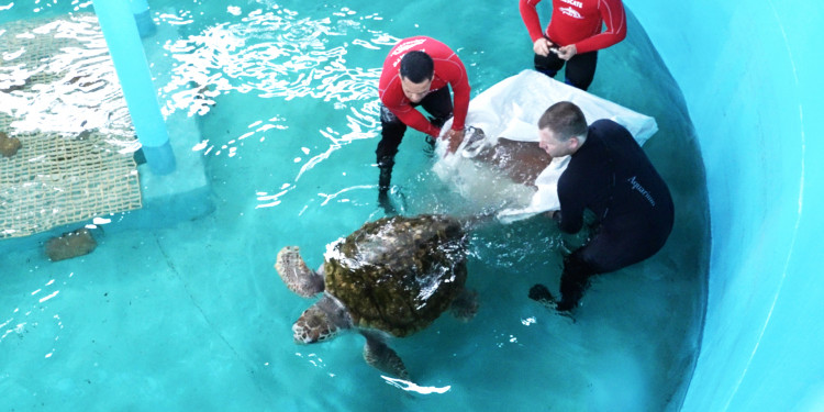 El tortugo Jorge cumplió un mes de rehabilitación en Mar del Plata: "Está en óptimas condiciones de salud"