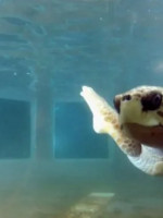 Especialistas coinciden en que lo mejor para el tortugo Jorge es trasladarlo a Mar del Plata