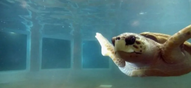 Especialistas coinciden en que lo mejor para el tortugo Jorge es trasladarlo a Mar del Plata