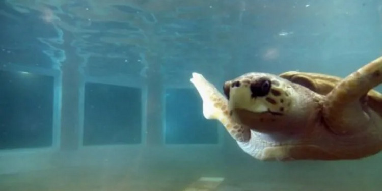 Especialistas coinciden que lo mejor para el tortugo Jorge es trasladarlo a Mar del Plata