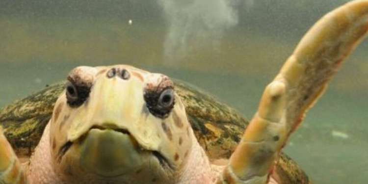 Trasladan al tortugo Jorge a Mar del Plata para rehabilitarlo, luego de casi 40 años en cautiverio