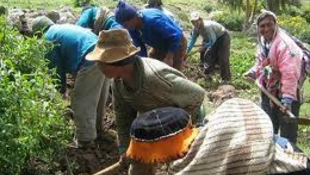 imagen Trabajo rural: Esclavizan a los peones y evaden impuestos