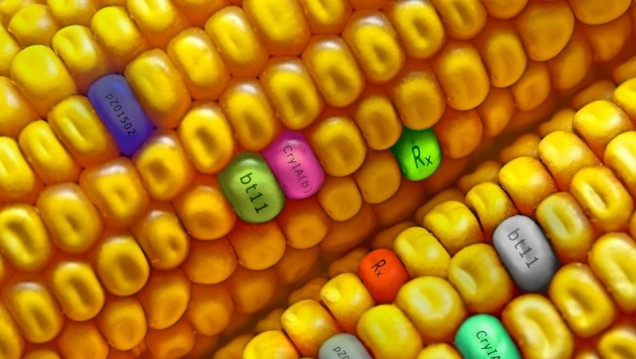 imagen Alimentos transgénicos: entre el avance científico y la disputa ambiental 