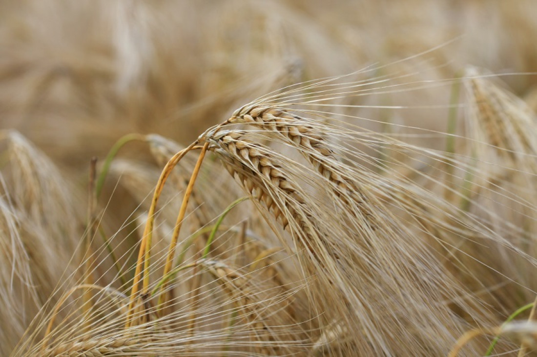 Evaluaron el impacto del cambio climático en la producción y calidad del trigo y la cebada