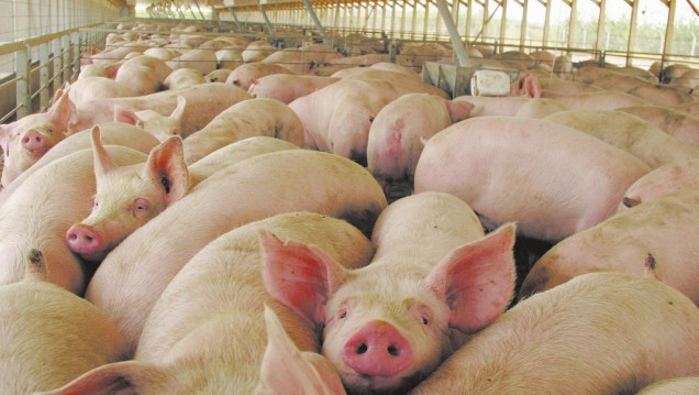 imagen Aseguran que hay 32 casos posibles de triquinosis en el Este