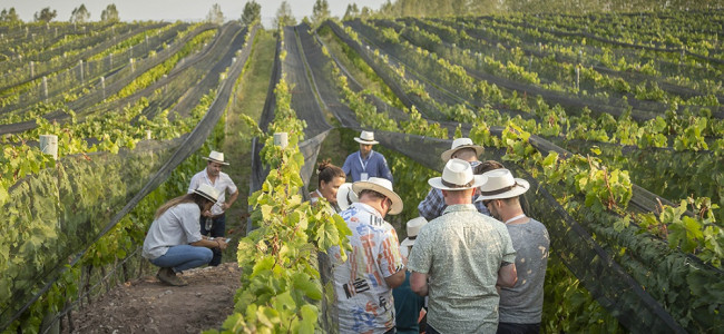 Turistas eligen "bodeguear", tomar vino y pasear en bus con chofer asignado