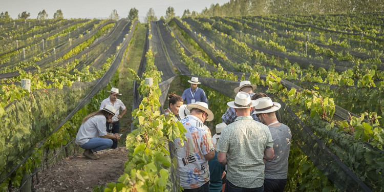 Turistas eligen "bodeguear", tomar vino y pasear en bus con chofer asignado