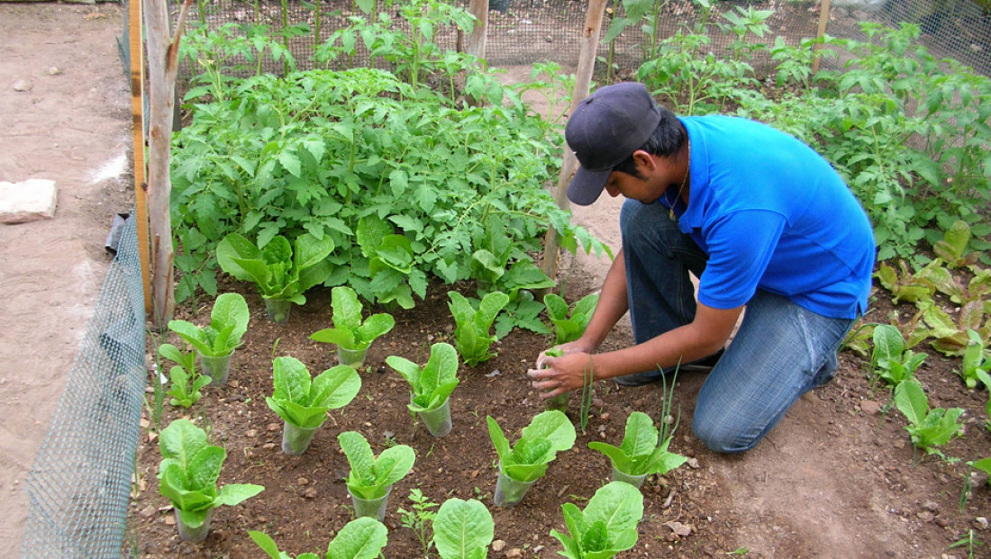 Seguridad alimentaria