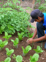 Seguridad alimentaria