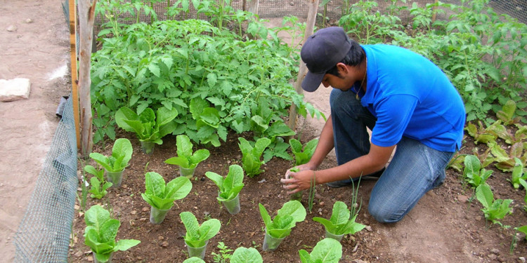 Seguridad alimentaria