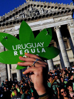 Ya se puede comprar marihuana para recreación en farmacias de Uruguay