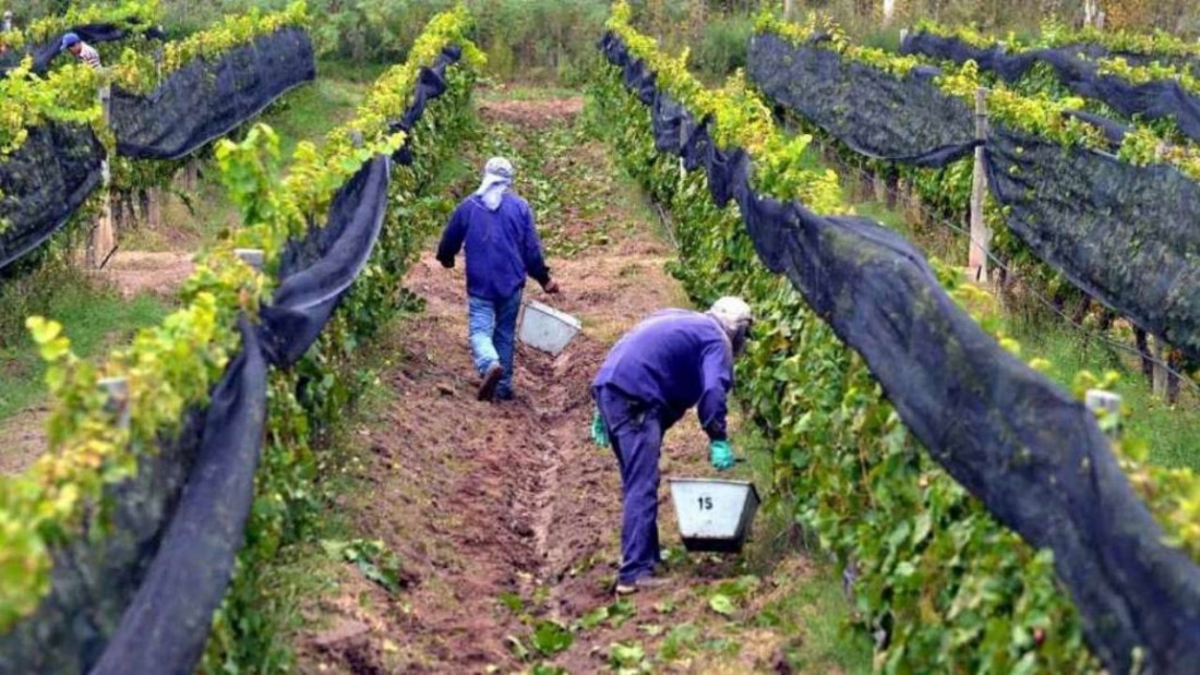 Mendoza es la provincia con mayor cantidad de lugares que producen uva orgánica
