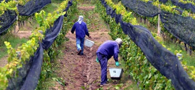 Mendoza es la provincia con mayor cantidad de lugares que producen uva orgánica