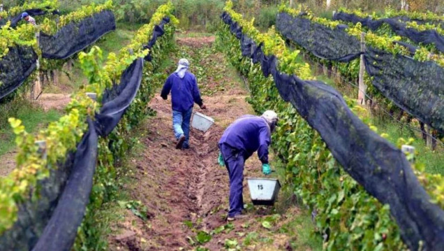 imagen Mendoza es la provincia con mayor cantidad de lugares que producen uva orgánica