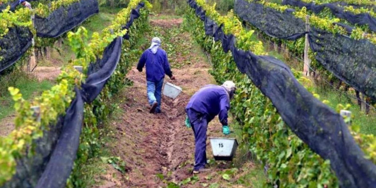 Mendoza es la provincia con mayor cantidad de lugares que producen uva orgánica
