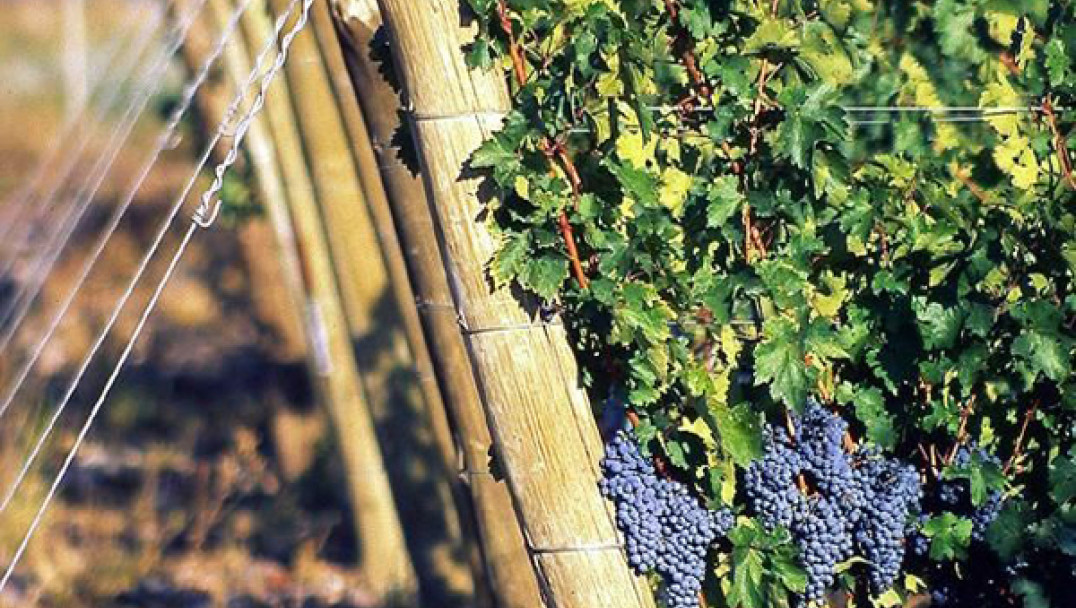 imagen Relevante programa de Desarrollo Local y Vitivinicultura 