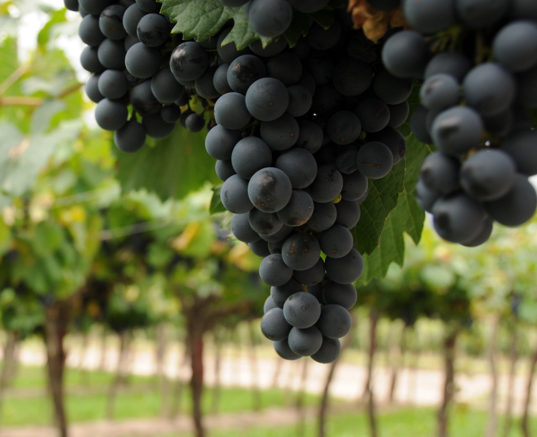 Bolivia prohibió la importación de uva y vinos por tres meses