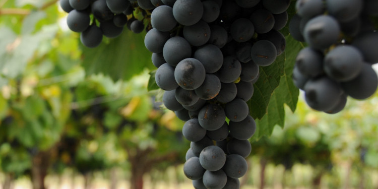 Bolivia prohibió la importación de uva y vinos por tres meses