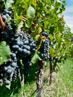 Pequeños productores en estado de alerta por la designación de Etchevehere