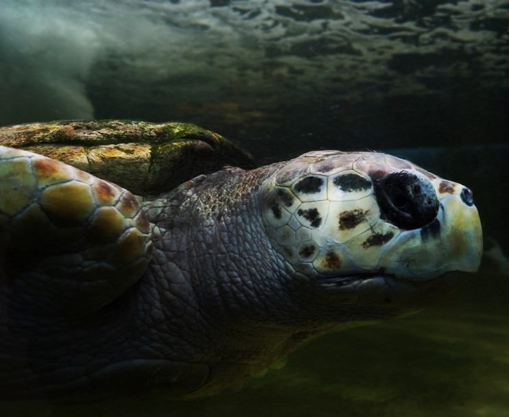 imagen El tortugo Jorge se quedará en el Acuario