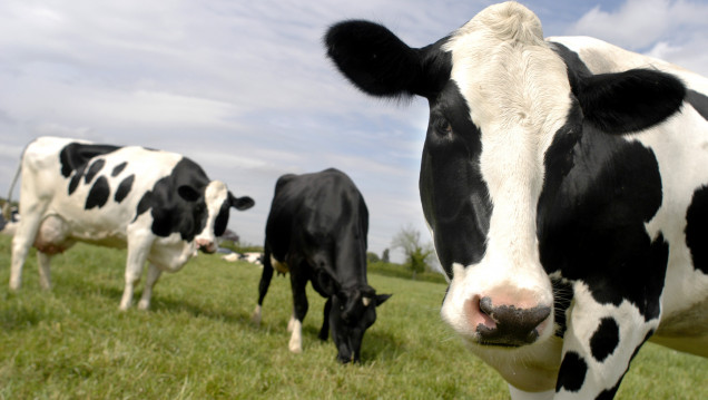 imagen El consumo de carne alcanzó el récord de 110 kilos por habitante