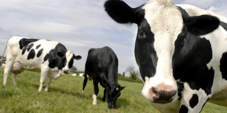 El consumo de carne alcanzó el récord de 110 kilos por habitante