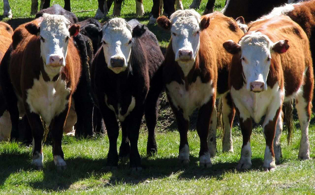 Los "dueños" de la tierra, la ganchera y el mostrador