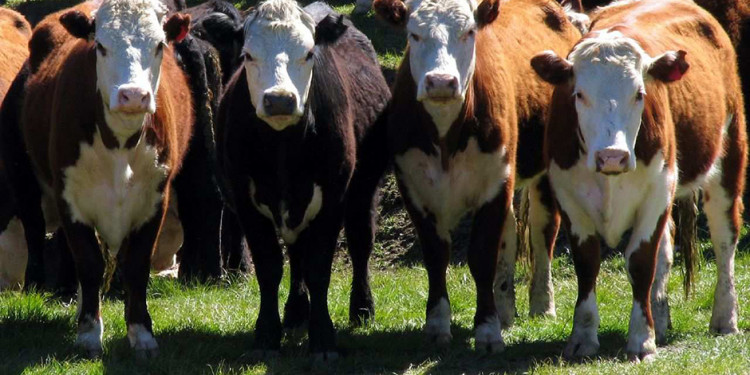 Los "dueños" de la tierra, la ganchera y el mostrador