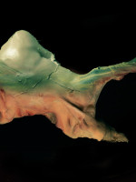 "Vasto Drama", la exposición que distorsiona la anatomía humana