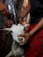El vegetarianismo, o la empatía con el padecimiento de los animales