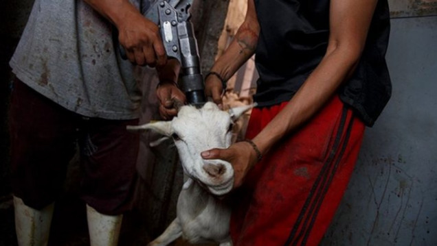 imagen El vegetarianismo, o la empatía con el padecimiento de los animales