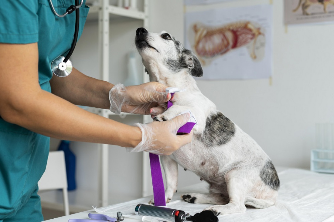 Las farmacias ya pueden vender remedios para mascotas recetados en veterinarias 