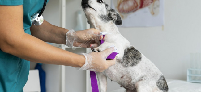 Las farmacias ya pueden vender remedios para mascotas recetados en veterinarias 