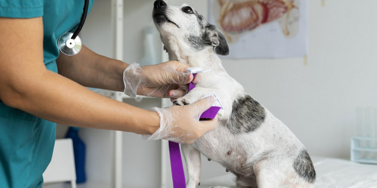 Las farmacias ya pueden vender remedios para mascotas recetados en veterinarias 