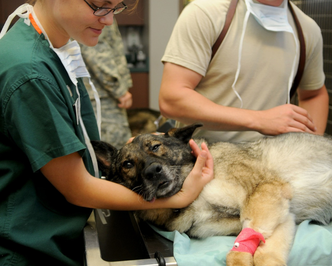 "Para la oncología veterinaria no poder disponer de medicamentos de medicina humana, sería trágico"