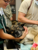 "Para la oncología veterinaria no poder disponer de medicamentos de medicina humana, sería trágico"
