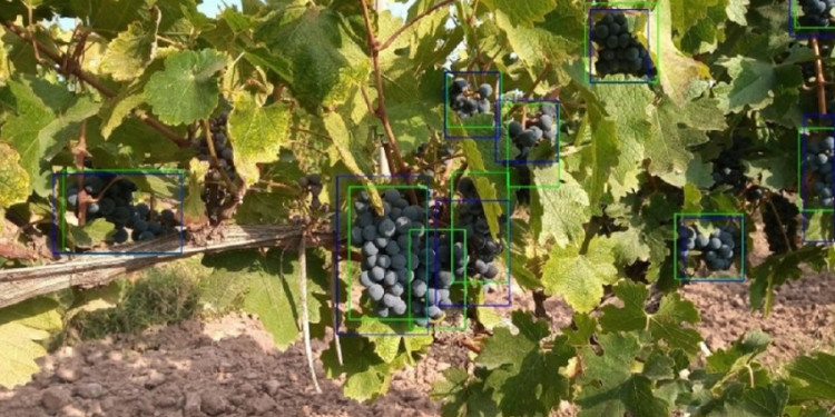 UNCUYO: utilizan la inteligencia artificial para mejorar el pronóstico de cosecha de la vid
