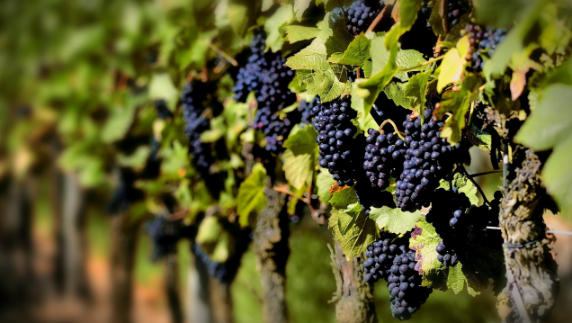 imagen Luego de un 2017 en baja, prevén un mejor año para el vino argentino