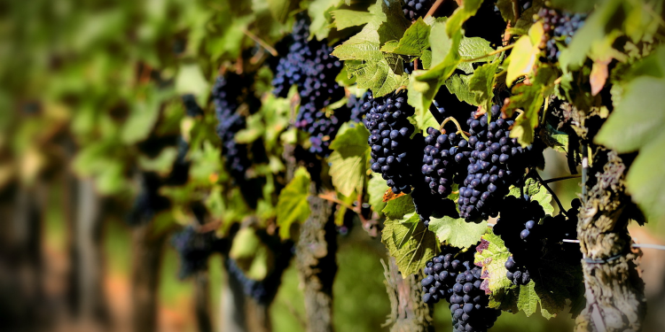 Luego de un 2017 en baja, prevén un mejor año para el vino argentino